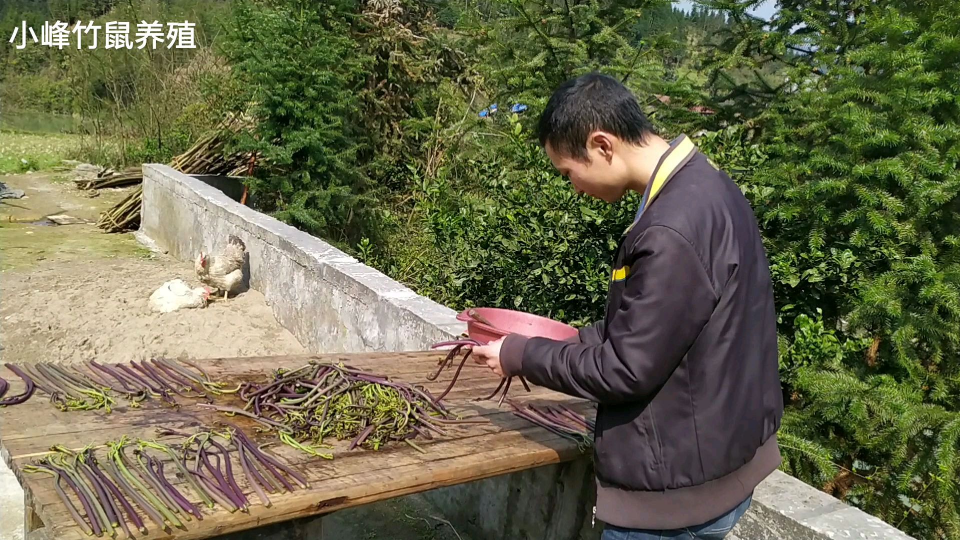 如何做干蕨菜?小伙纯干货分享,简单几步3天就能晒干