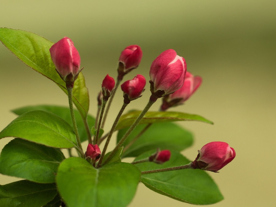乔木属性的海棠花高度可达到8米,海棠花喜欢阳光,属于阳性植物.