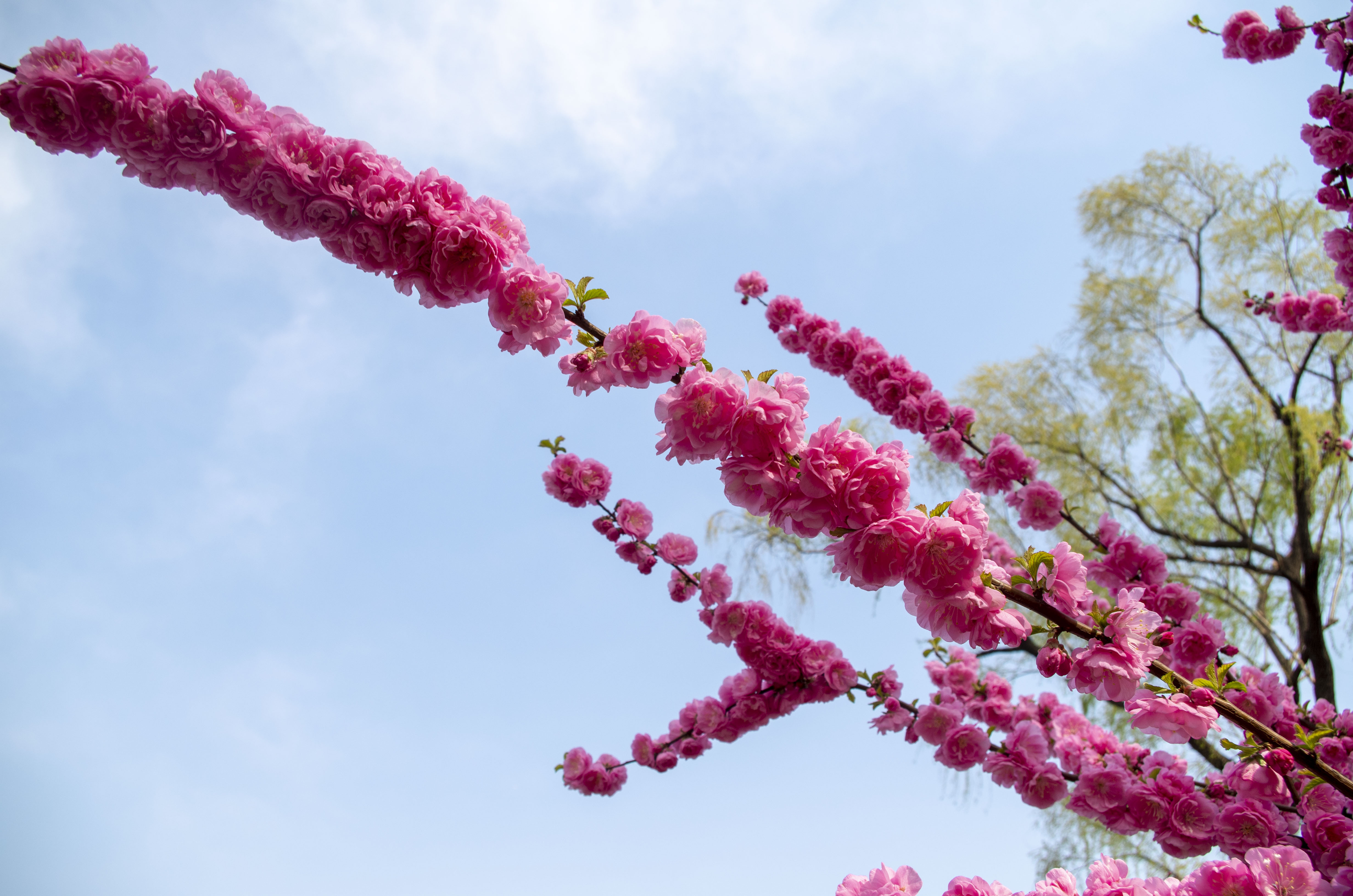 桃花美桃花开,桃花树下拍桃花