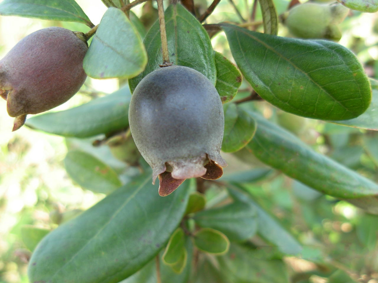 有一种乡村野果叫做"捻子",用它酿的酒是男性的"补品"