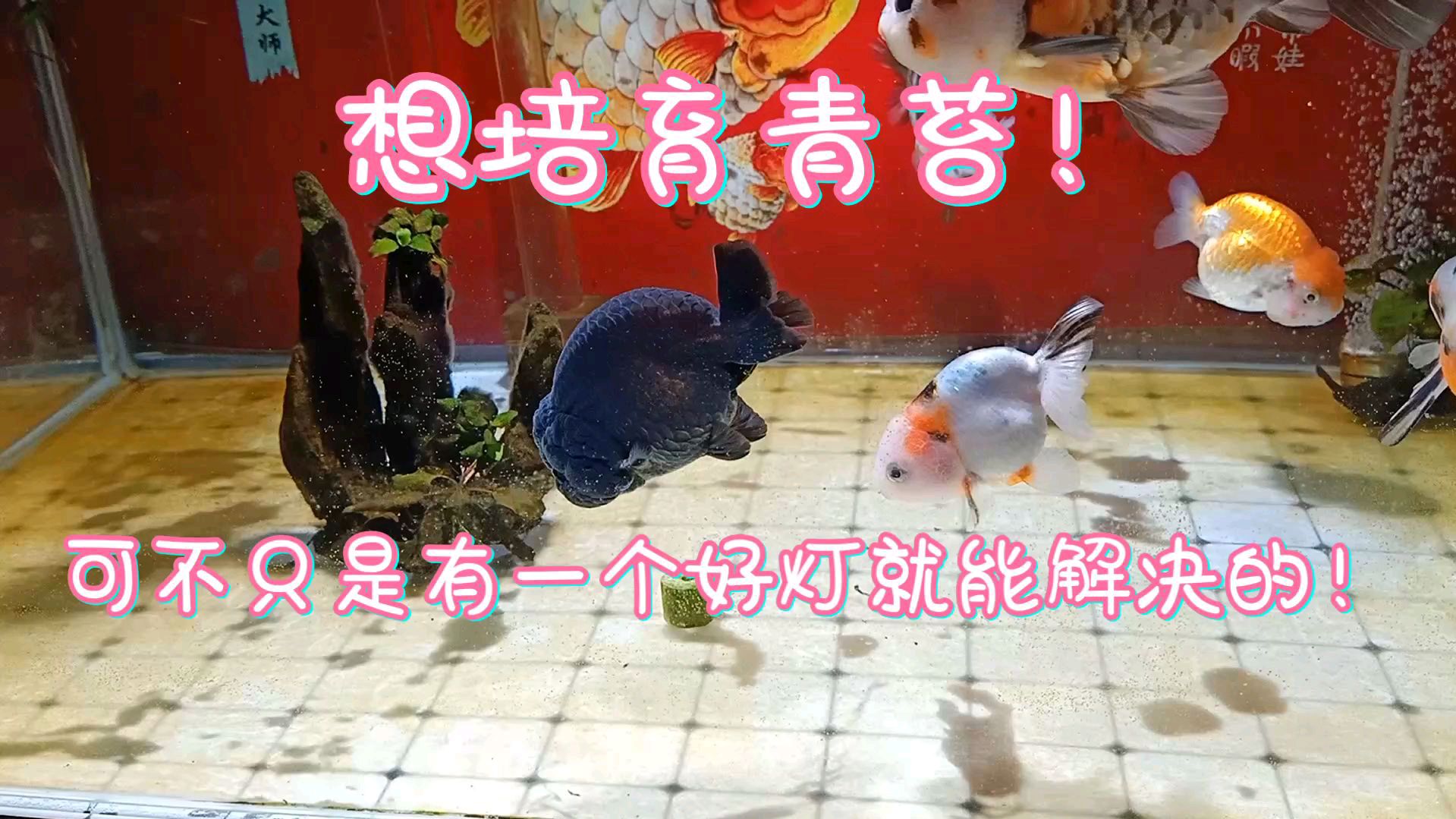 鱼缸培育青苔只需要一个好爆藻灯!别闹,这四个要素一个不能少