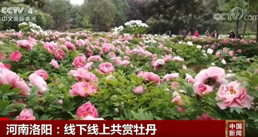 菏泽观赏牡丹花苗批发电话地址
