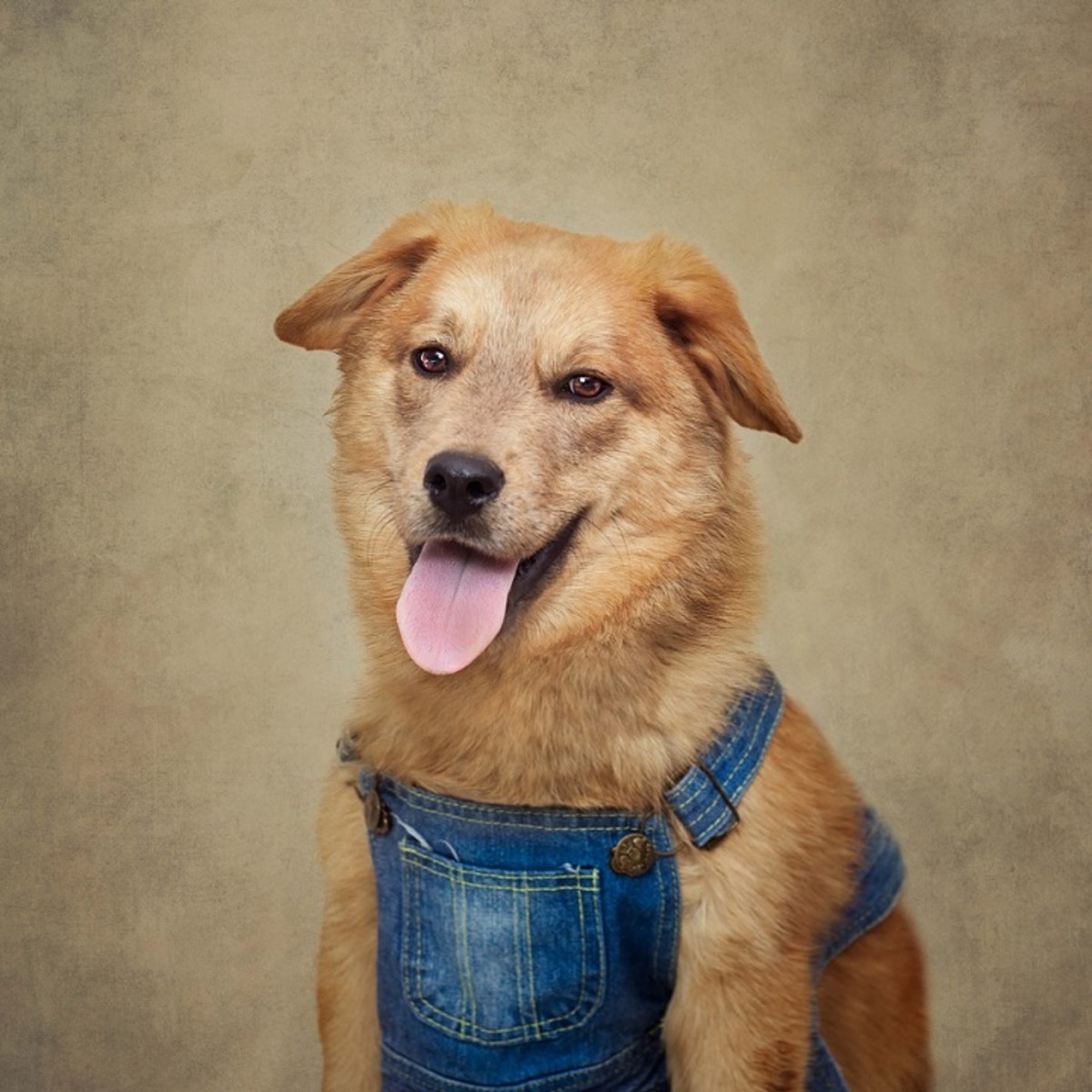 还有一直是女生们的养狗的不二选择——恬静迷人的挪威梗.