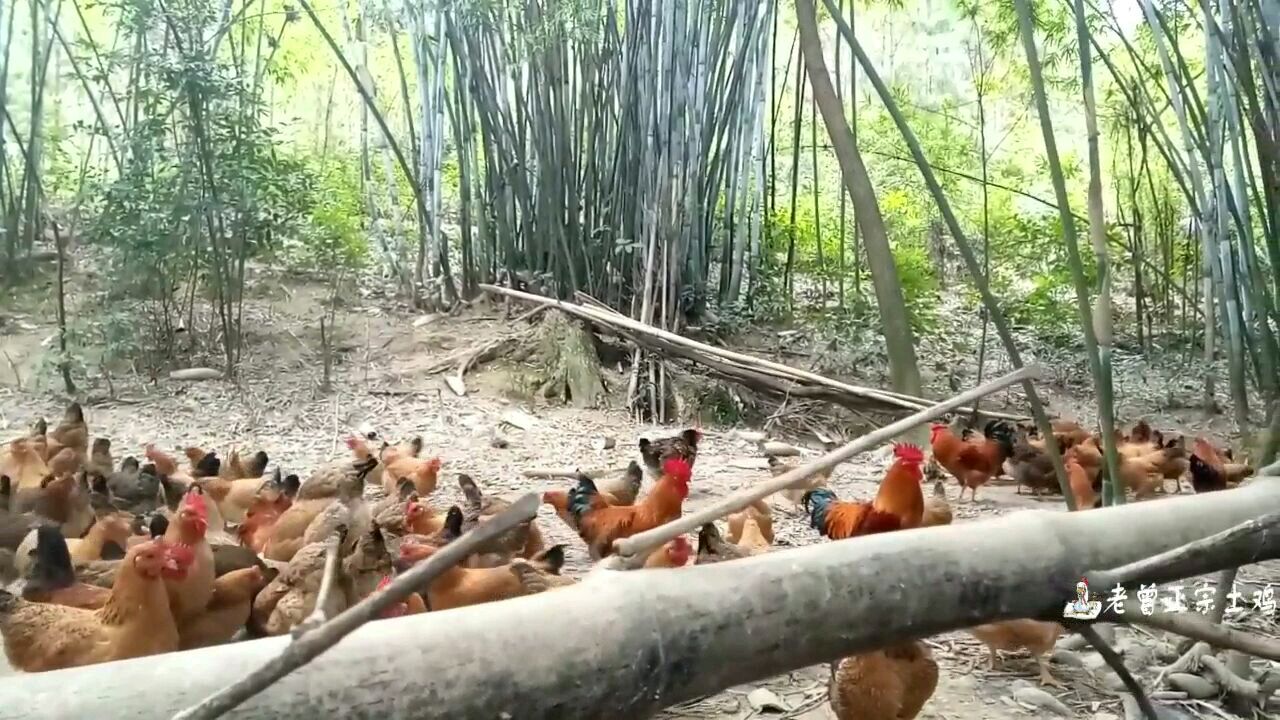 自己动手种植药草,养鸡,它是防治鸡病不可少的一种药草