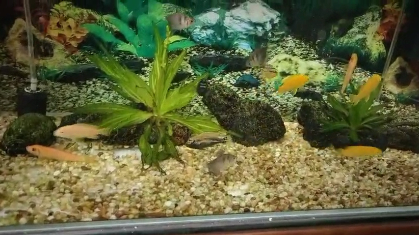 鲷鱼当宠物也是很不错的啊,既能观赏又干净卫生!