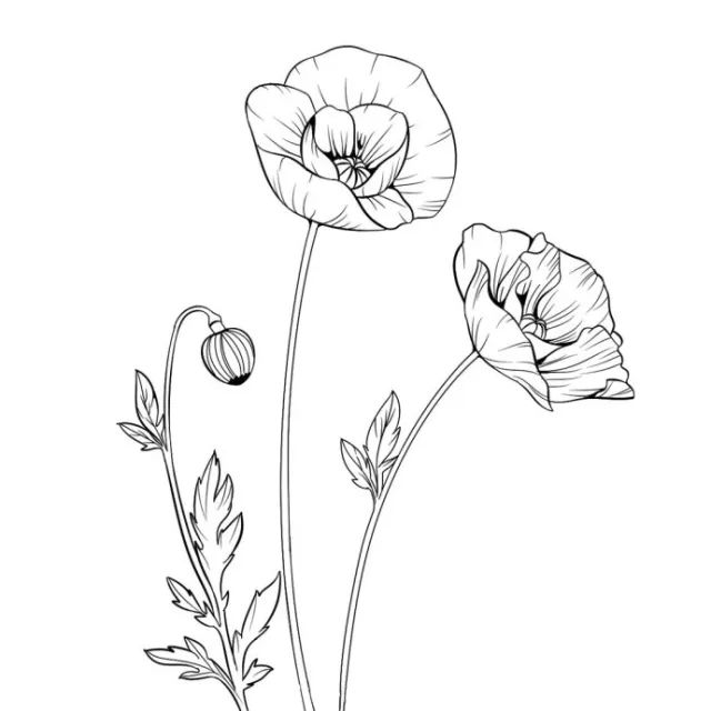 罂粟花图片手绘简单图片