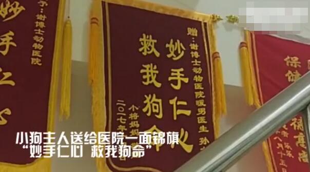 长春一宠物医院获赠锦旗:妙手仁心 救我狗命