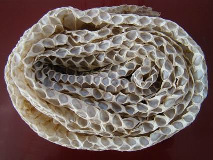 关于蛇蜕,你知道吗?