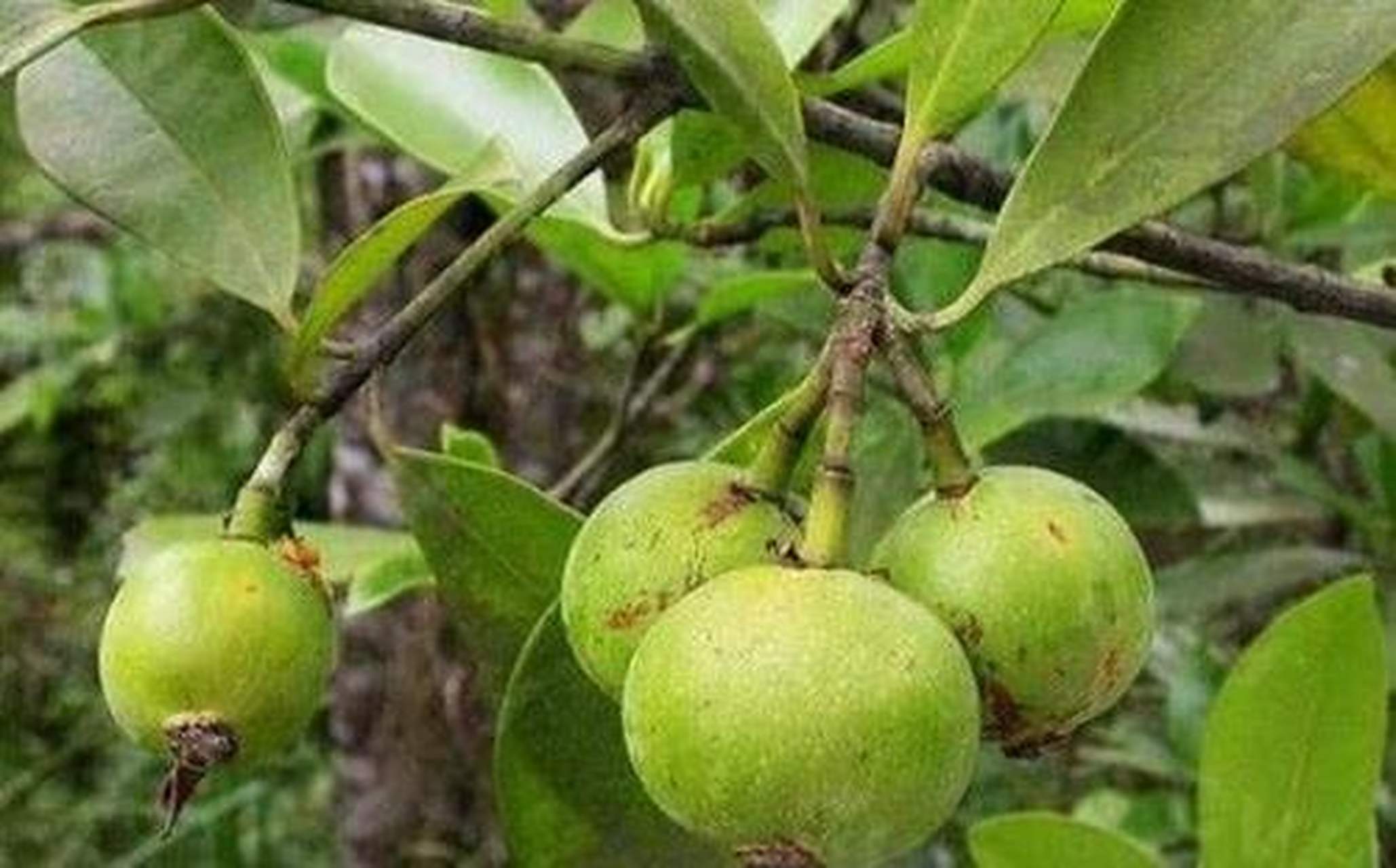 科普知识竞赛#木竹子为藤黄科植物木竹子和岭南山竹子的果实.