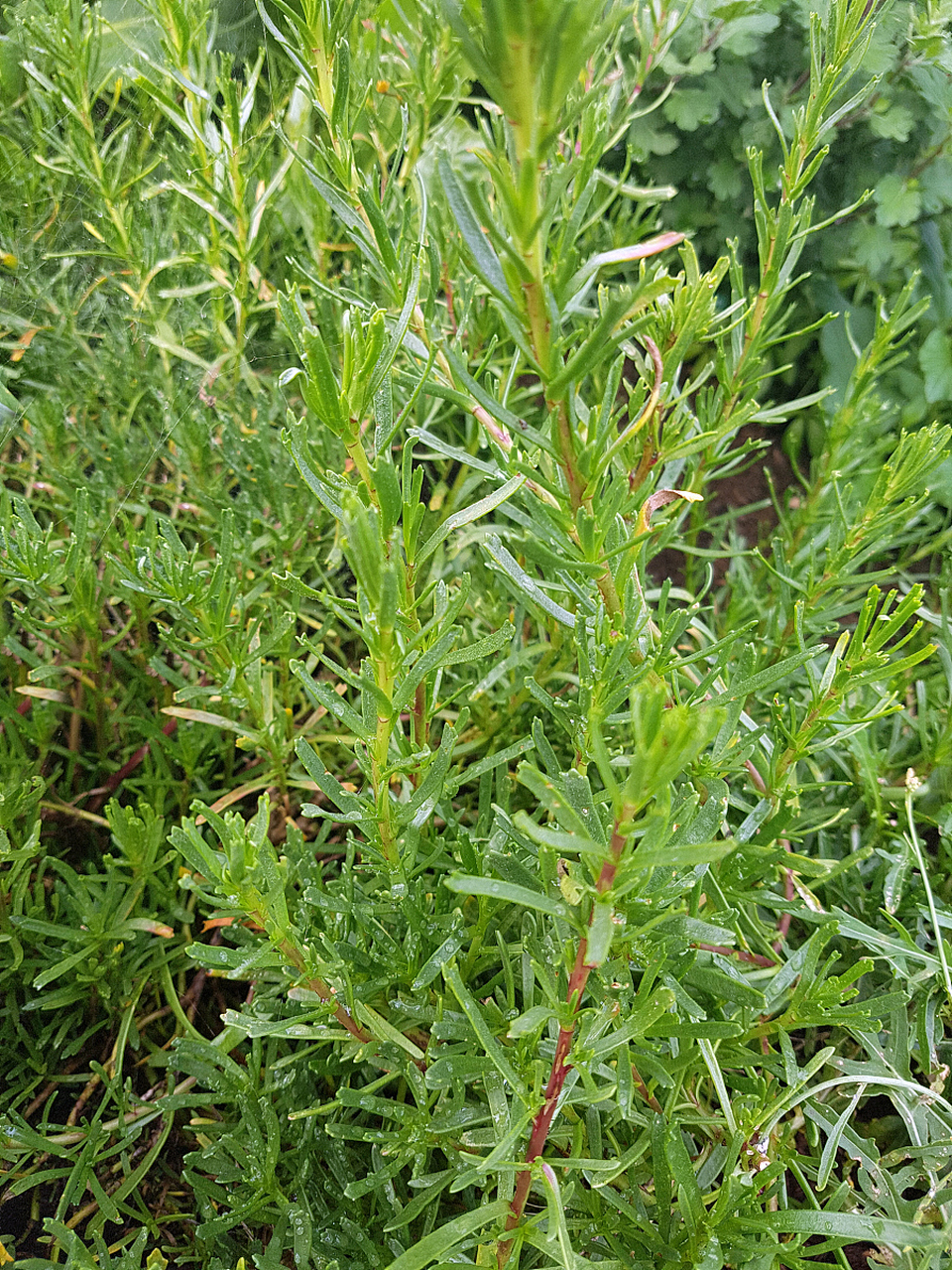 大家好啊~ 今天,我要跟大家分享一下我最喜欢的香料系列之一:莳萝!