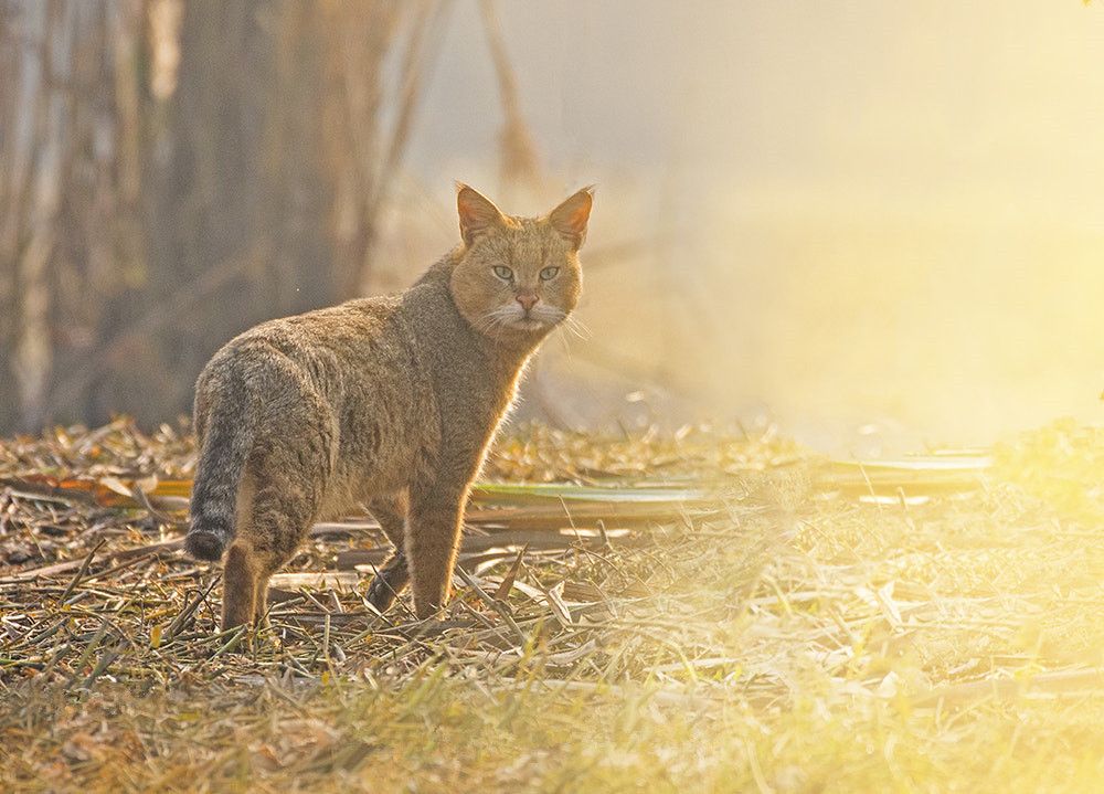 生活在我国的5种小型猫科动物:如果你爱它,那就远离它