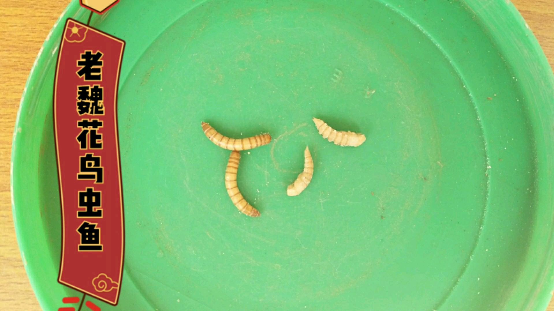 老魏教你来养虫(一):饲养繁殖面包虫有什么用?这用途头次听说