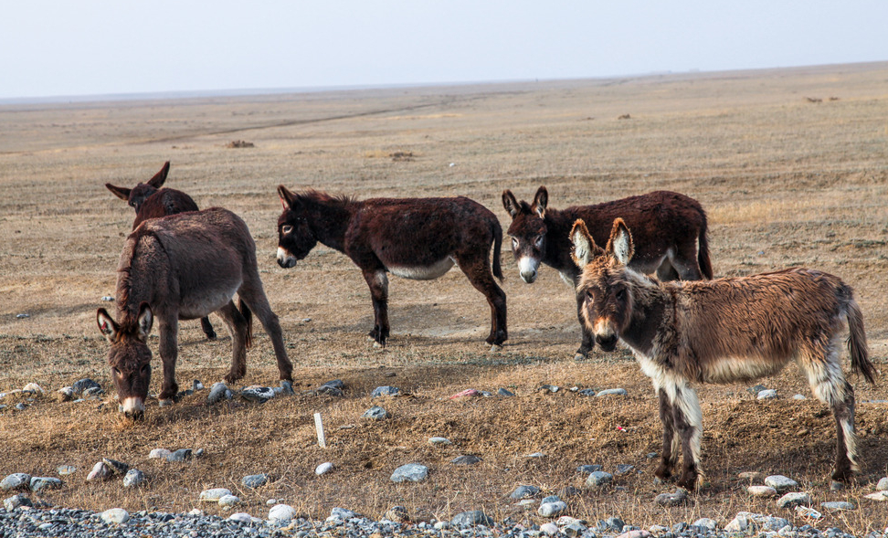 新疆驴特点是耐粗饲,适应性强,能忍耐吐鲁番盆地夏季的酷暑炎热