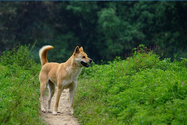 养犬人生命中的灵魂伴侣:温柔的伴侣犬们,其中竟有中华田园犬