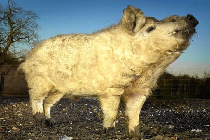 它是全球最名贵的猪,如今不到一万头,灭绝原因是肉太好吃?