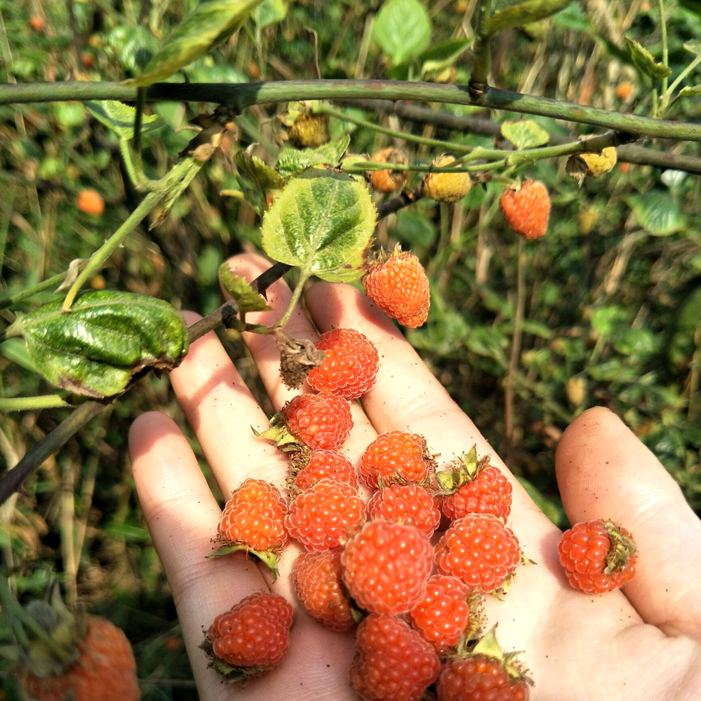 山莓成熟,以前在农村天天吃,如今想吃:60元一斤花钱买