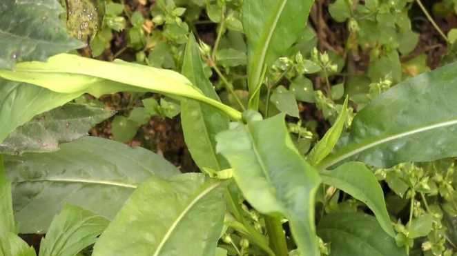 这种野草和空心菜长得相差无几,却不能当野菜吃!