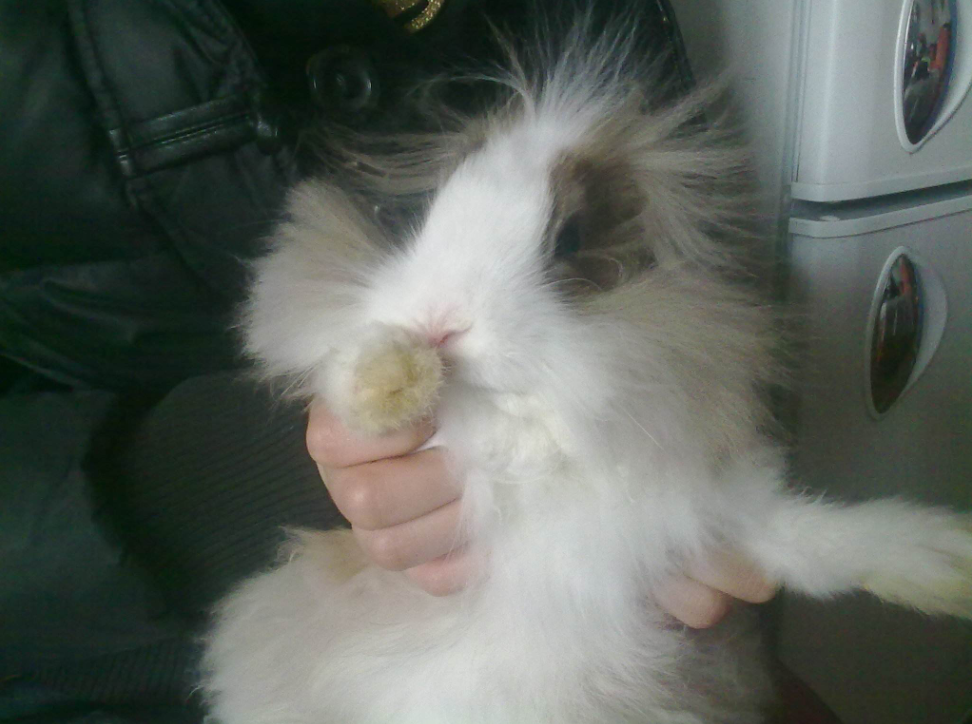 毛兔产毛兔 - 热门商品专区