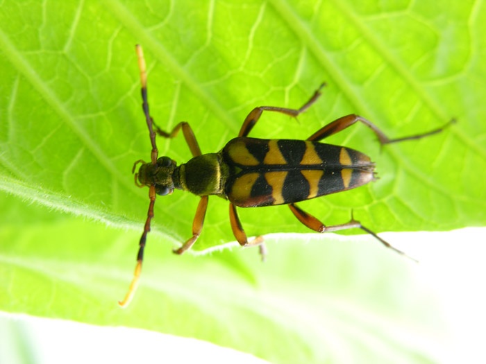 对x纹筒花天牛你了解多少?我猜这些你不知道