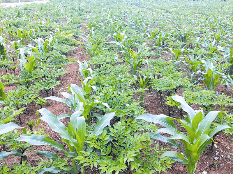 魔芋高产种植技术精选