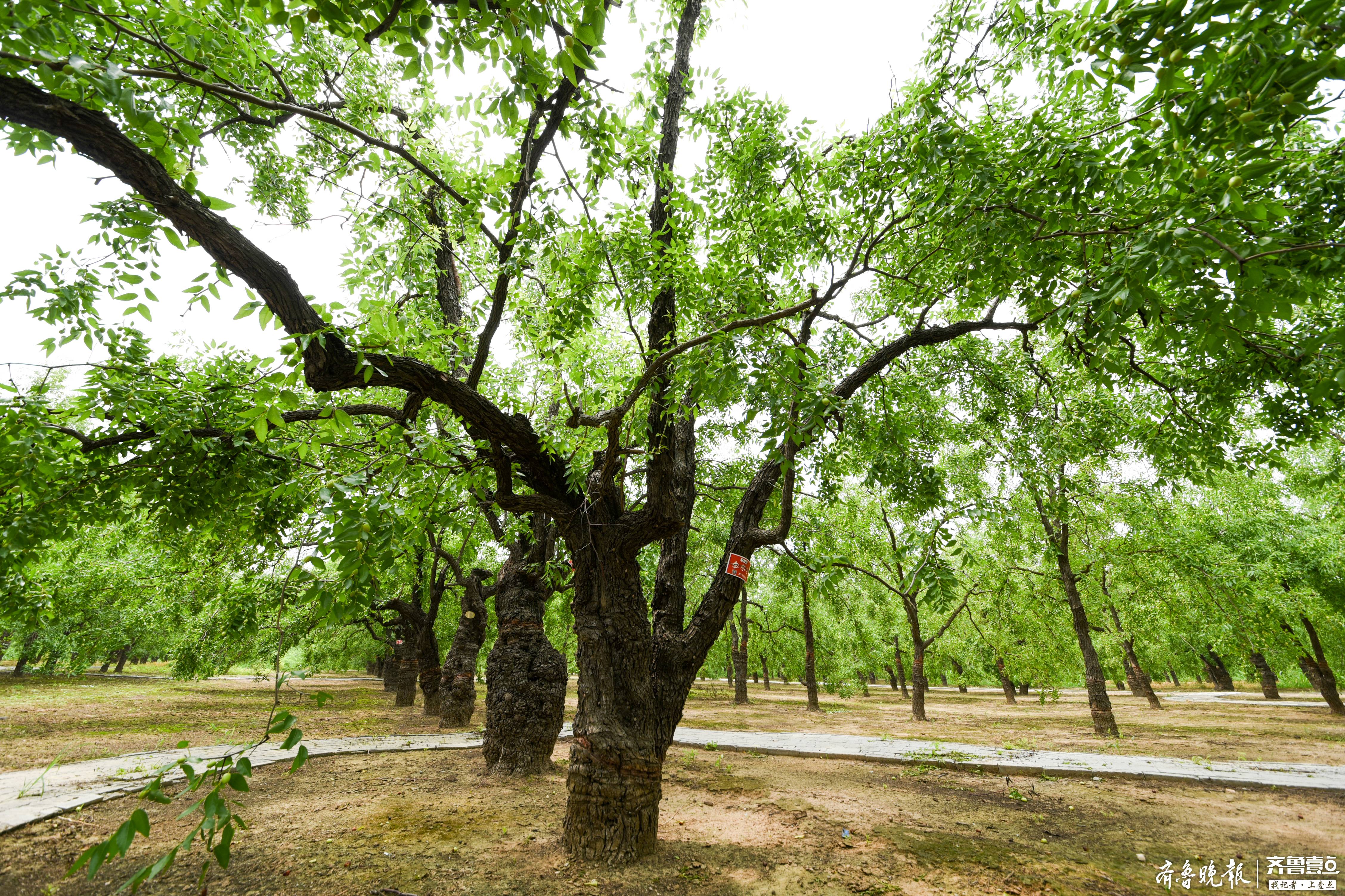 乐陵进行采摘权拍卖的30棵古枣树出自结义园,采摘园和母子树园