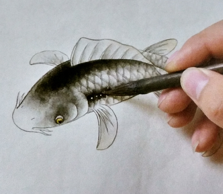绘画教程:工笔黑鲤鱼的画法