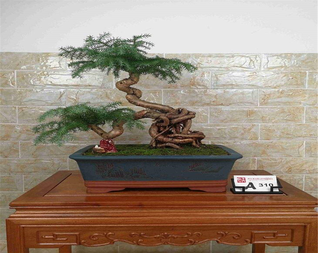 美丽而高贵的澳洲杉可以这样进行养护生长的枝繁叶茂