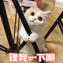 你知道养猫对孕妇有多大危害吗?