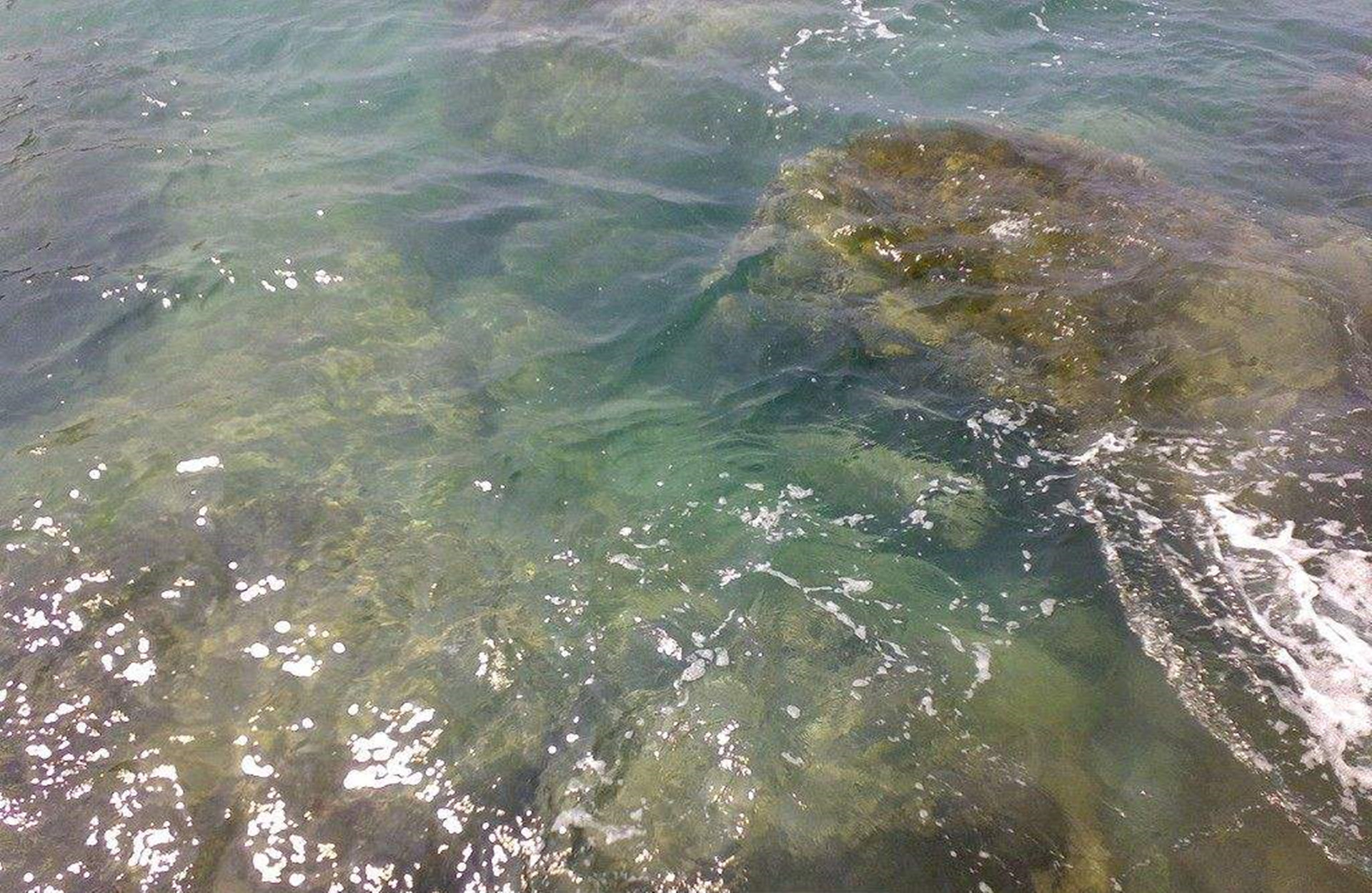 活水活鱼,鱼情与水流,密不可分