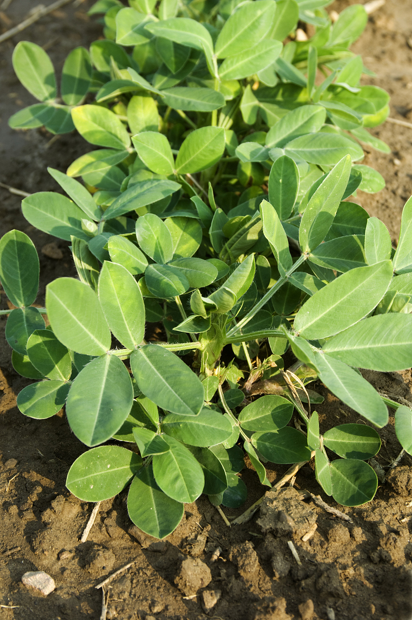 花生叶直接可以泡水喝吗	 一般情况下,花生叶可直接浸泡在水中饮用.