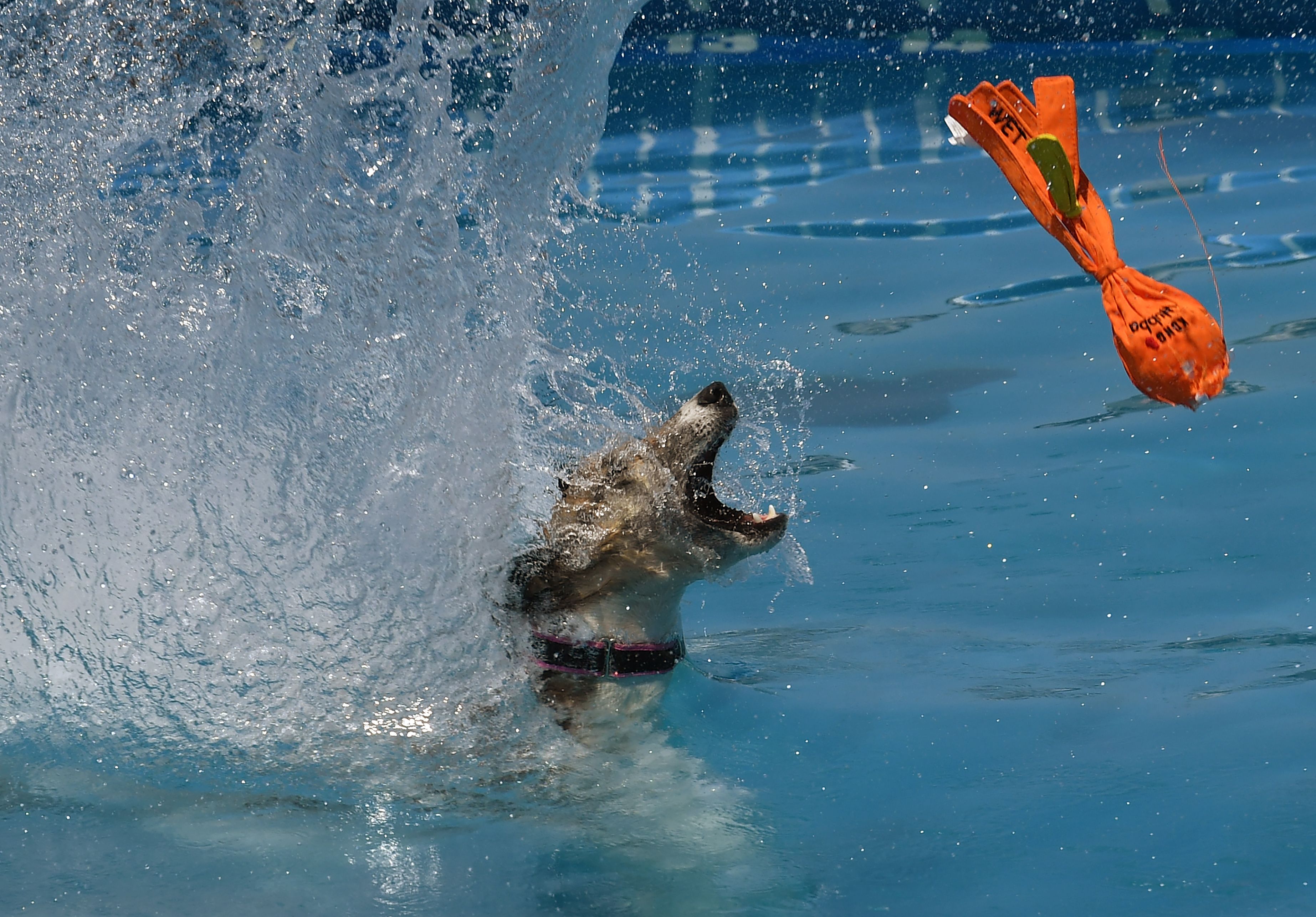 狗狗跳跃水池比赛(24)
