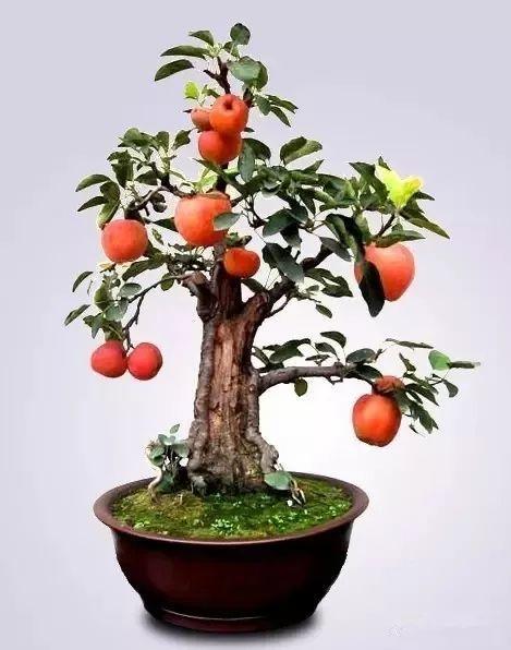 一个碗大的花盆,也能种出苹果树?别说,看着还挺诱人的!