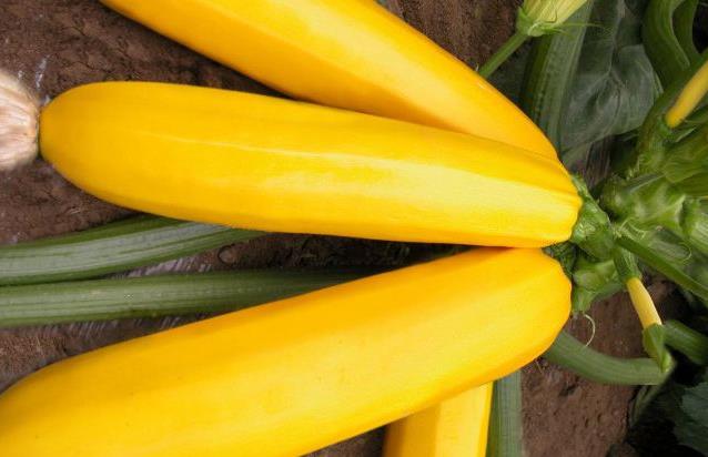 这种西葫芦通体金黄,生吃爆炒两相宜,营养味美价格高