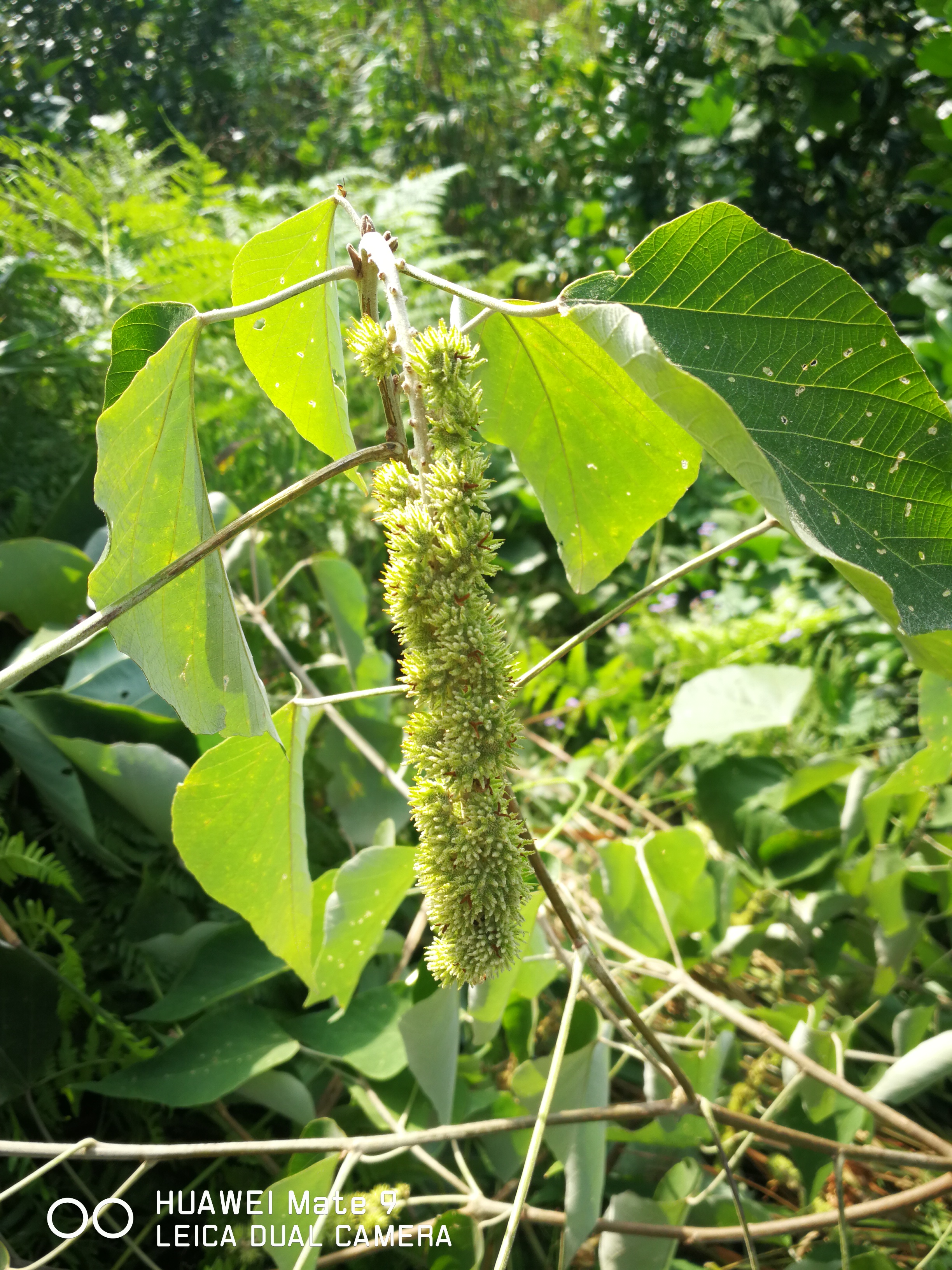 长得像毛毛虫的白背叶野桐,竟然还有不少你所不知的用途