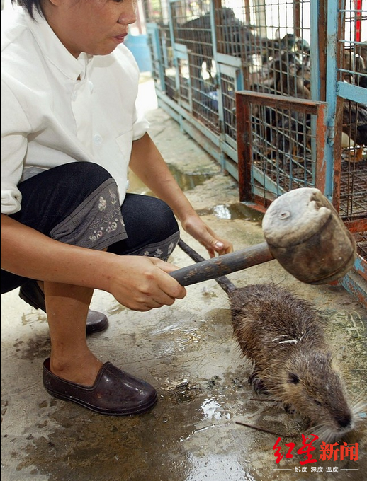 全球170万种未知病毒 专家:吃"野味"或导致疫情频繁发生