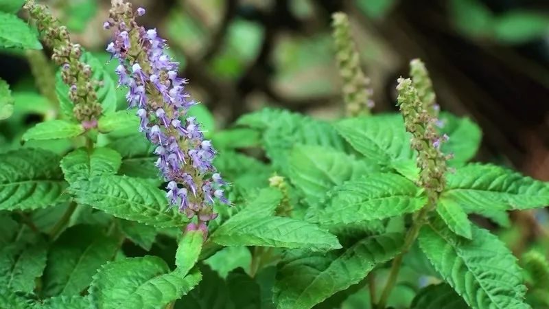 龟苓膏,凉粉草与凉粉