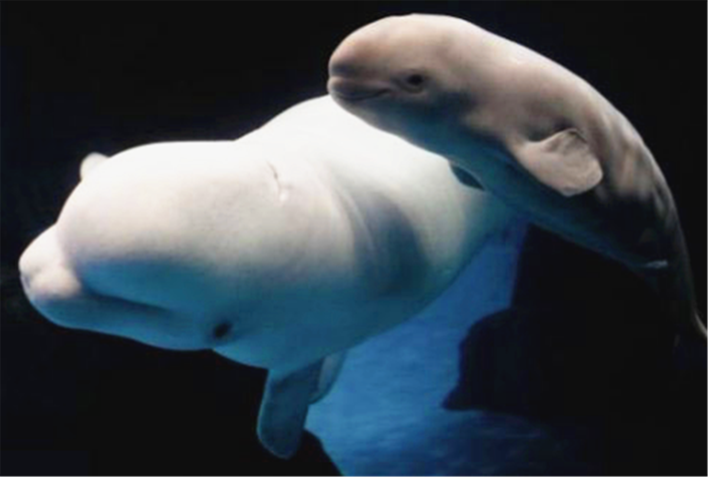 白鲸宝宝:额头向外隆起突出且圆滑,嘴喙很短,唇线宽阔