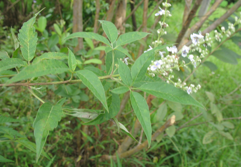 农村这树遍地是,长得快又皮实,做成盆景却价值不菲!