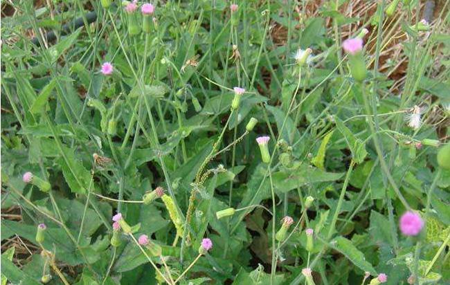 农村这种野草长得很像蒲公英,它能活血化瘀价值高