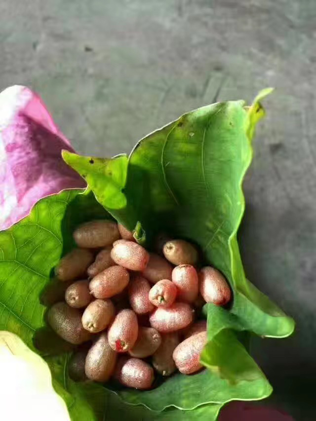 湖南沅陵 山里野果飘香正当季 我要回老家农村摘三月萢