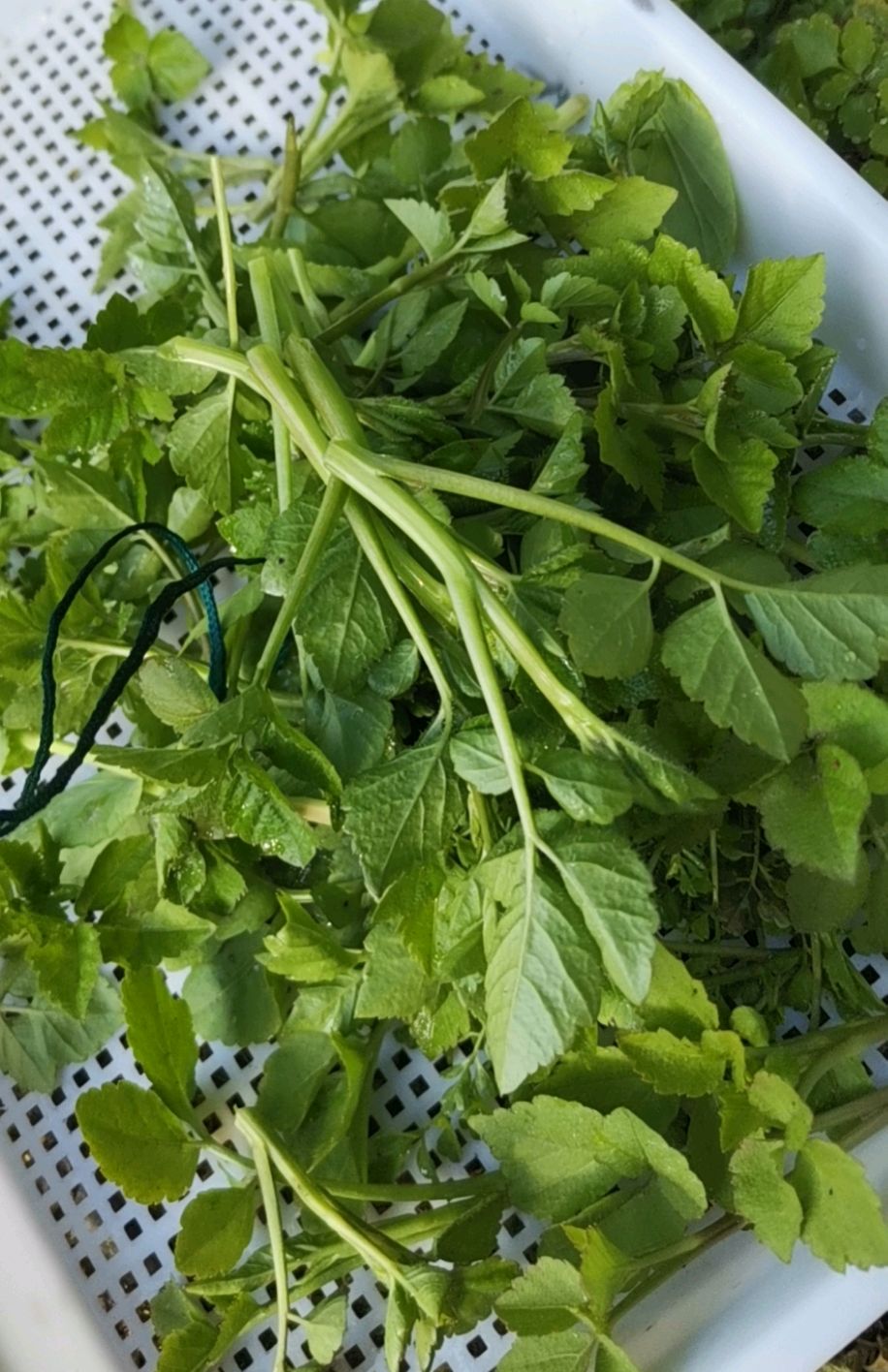 峨眉山上第一美味野菜——山萝卜菜.此野菜不苦不涩,味道清香.