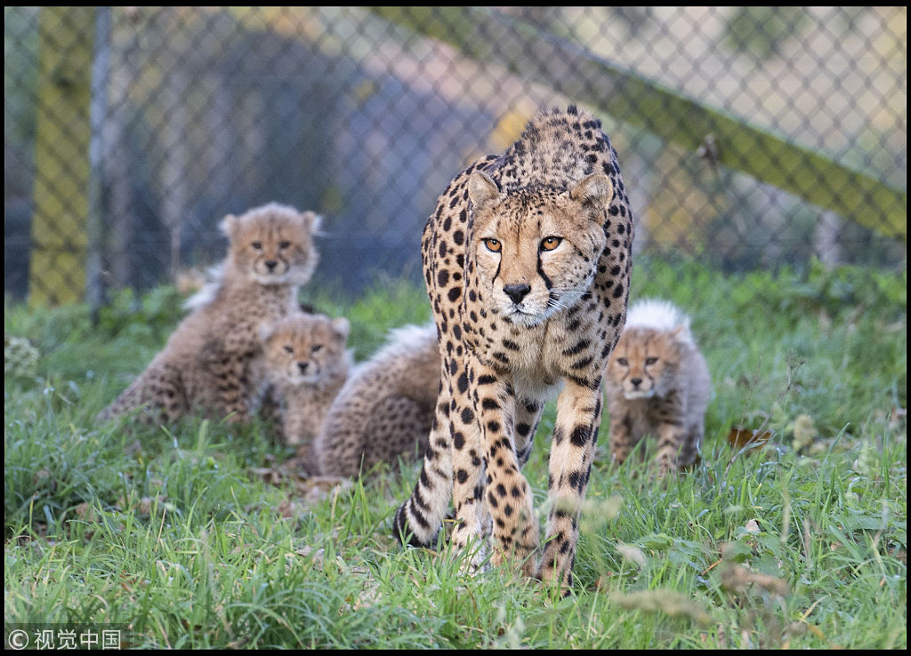 四只猎豹宝宝出生于今年8月,这是他们首次离开被圈养的围场.