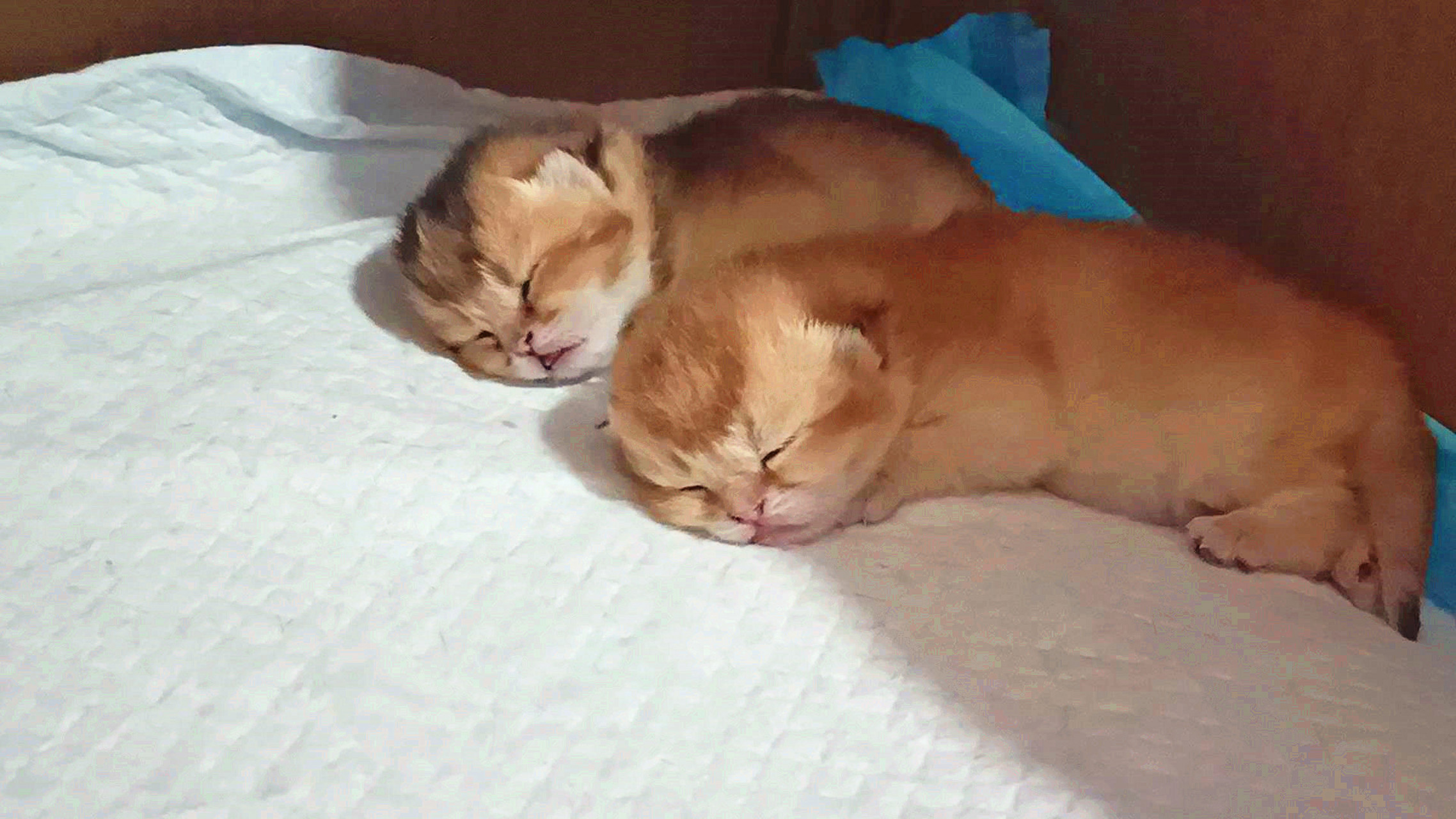 大家好,今天宠物之道《哎呦与偶像》的视频已经发出,欢迎大家收看.