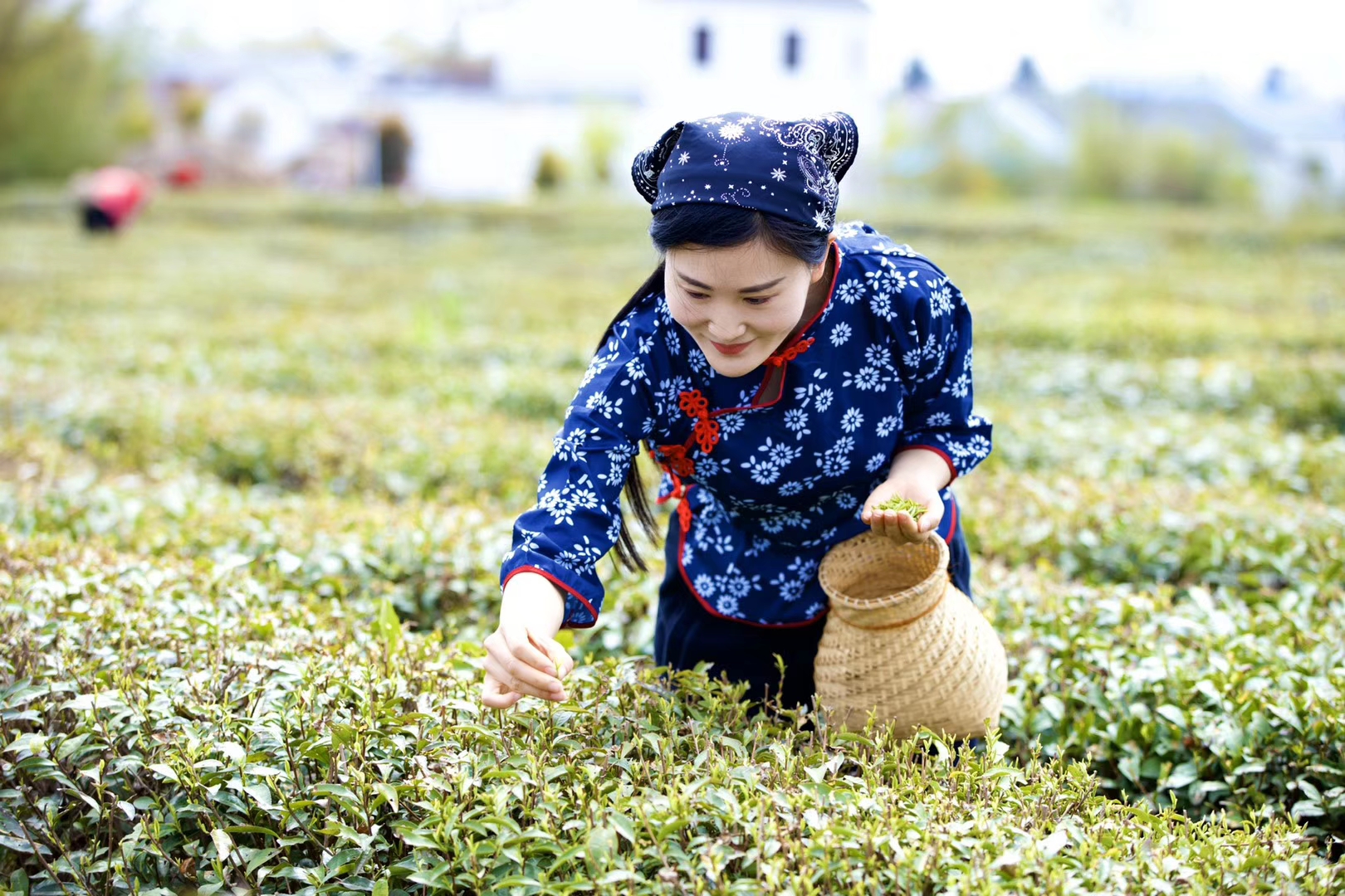 漂亮的采茶女孩图片图片