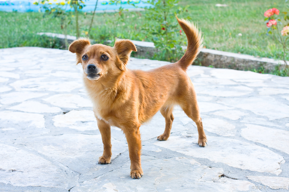 中华田园犬,又称土狗,草狗,是我国本土的犬种.