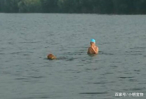 柯基狼犬,长着狼的样子却是小短腿,大概是最可爱的狼狗