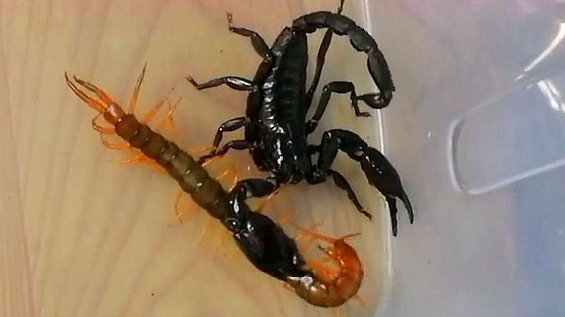 蝎子大战蜈蚣，一番激烈的大战下来，满地的蜈蚣腿啊14万次播放00:15