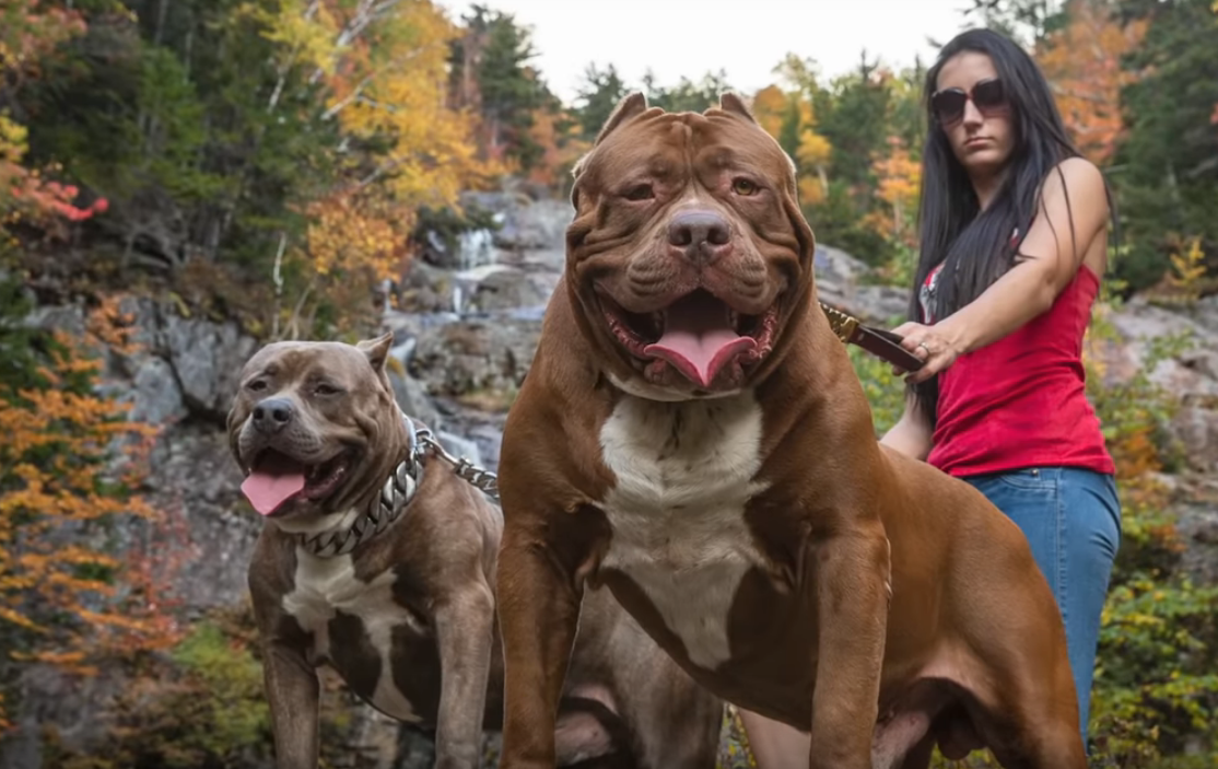 比特犬的悲哀,生來就是為了戰鬥,渴望被善待