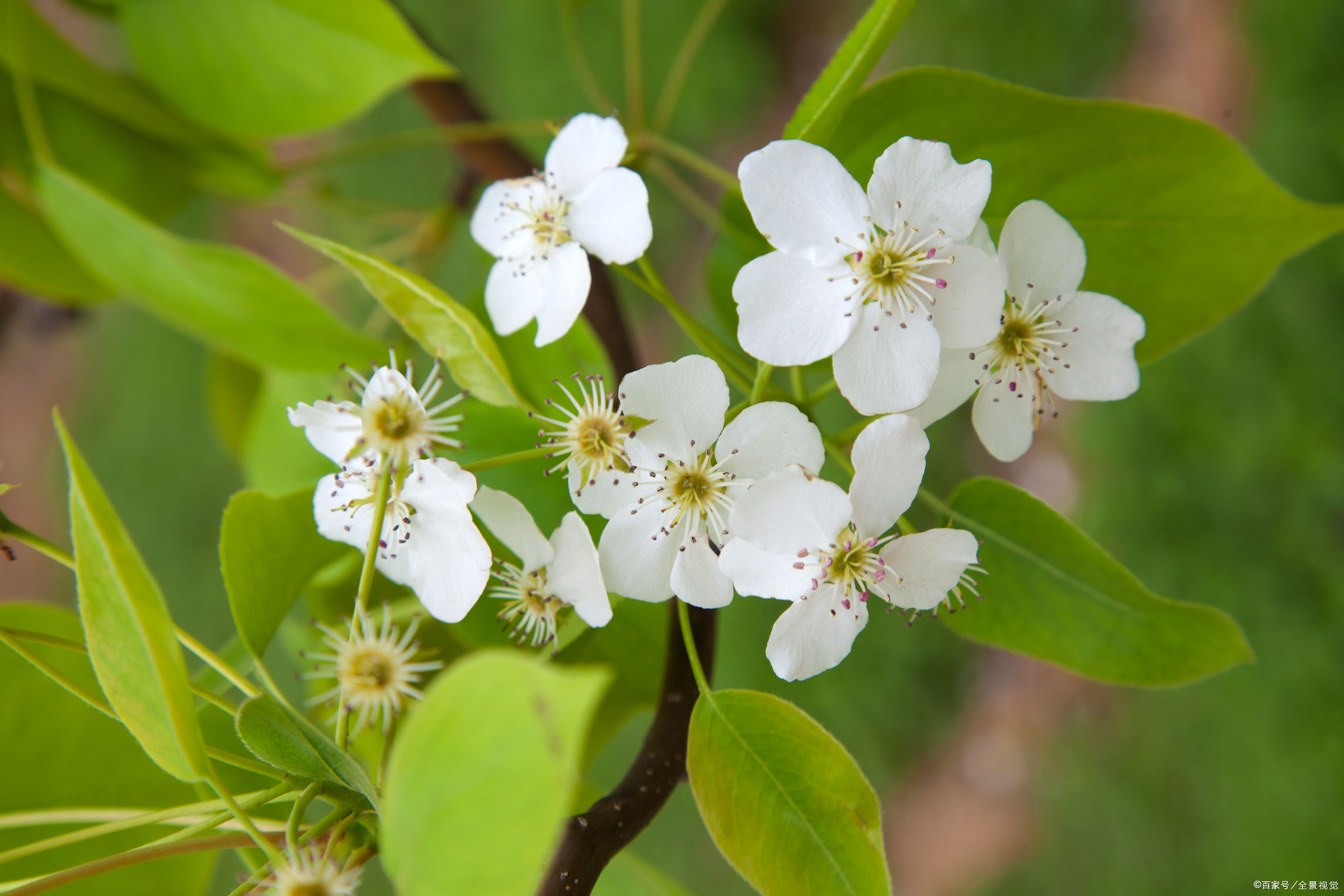 梨花不以颜色来争春,也不以香味来诱人.