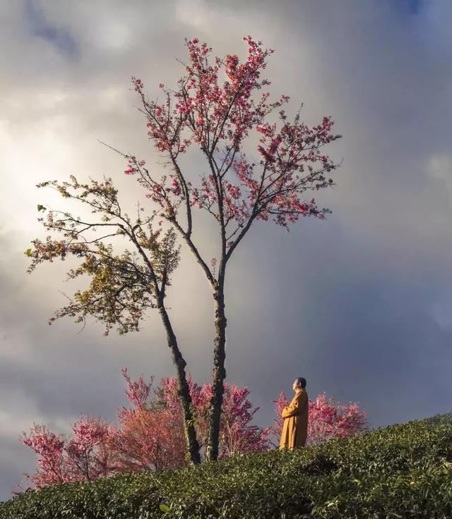 一株株樱花如花似锦,在碧波荡漾的翠绿映衬下,仿佛置身于浪漫的童话里